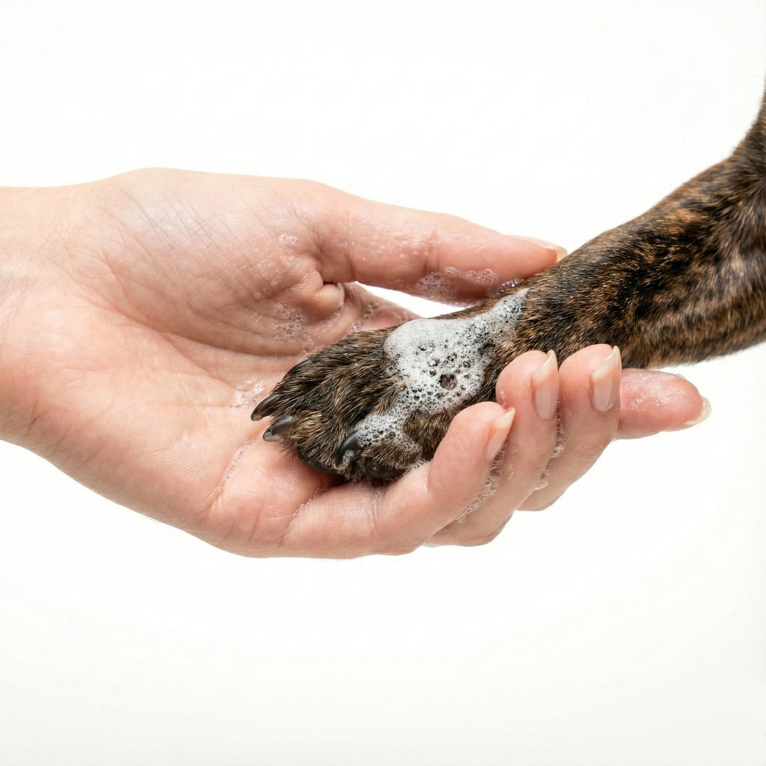 Hand gently cleaning a dog's paw with foam, illustrating alcohol-free pet cleaning.