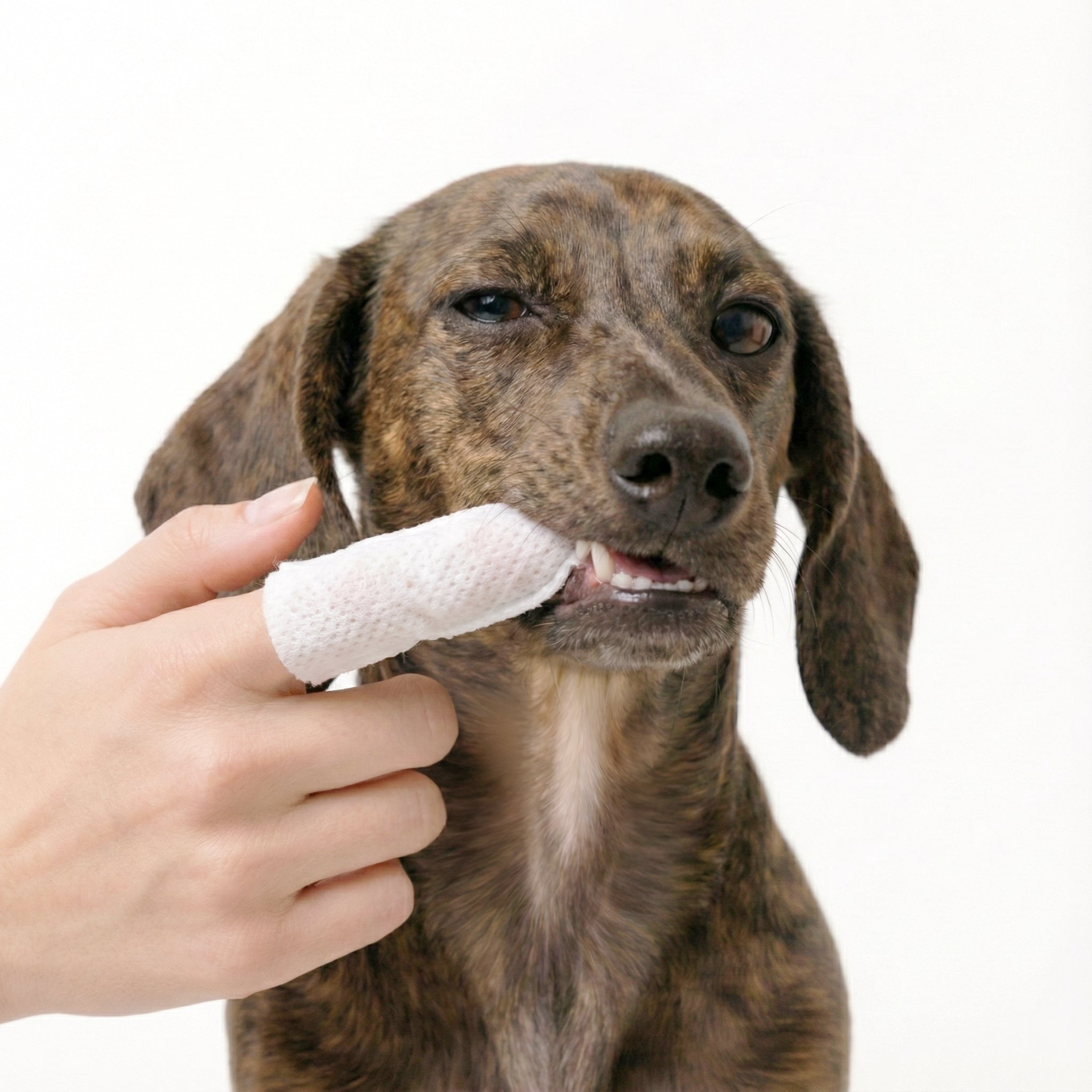 Pet Dental Finger Wipes